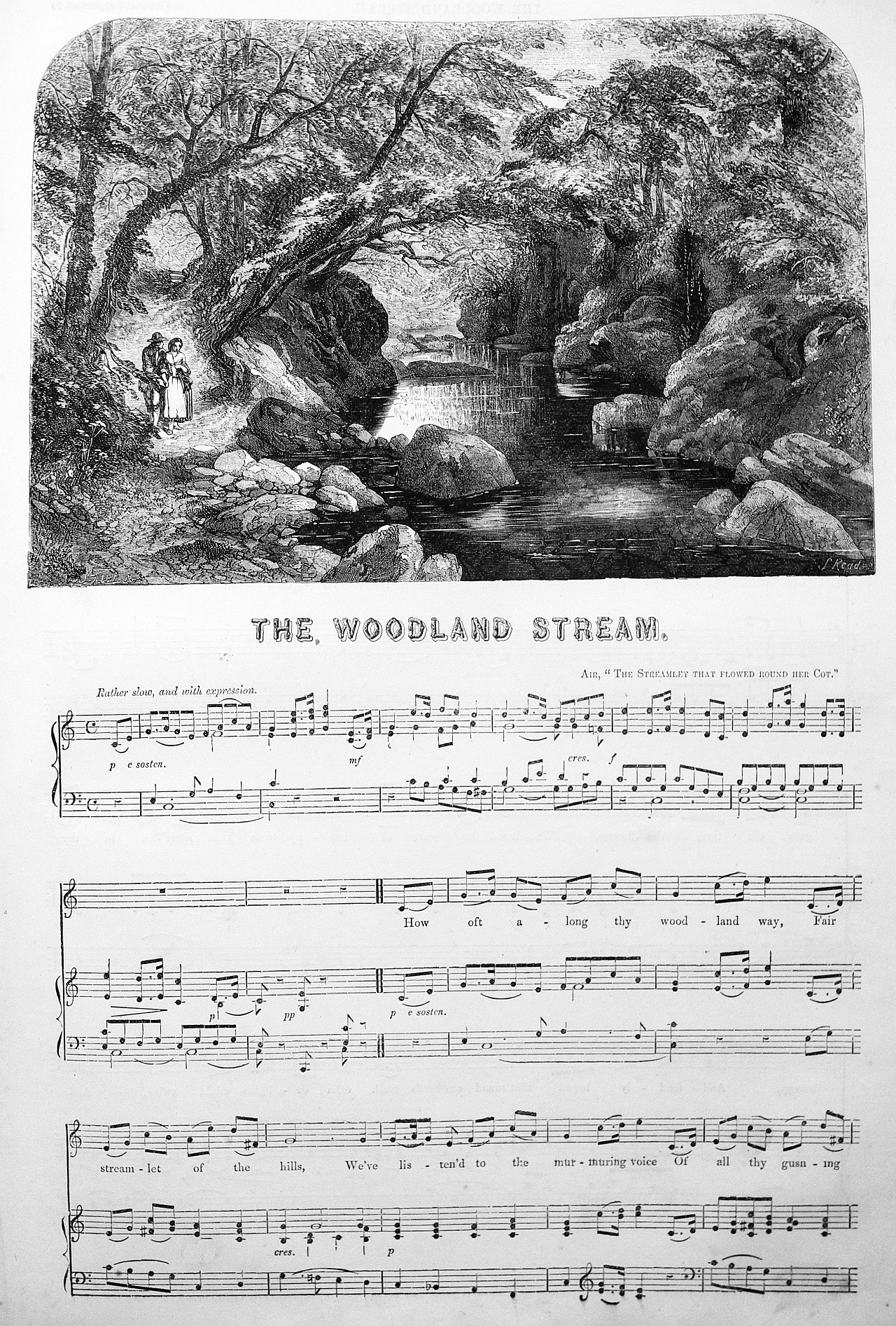 woodland stream